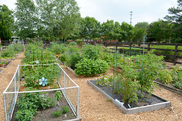 Plants and vegetables growing in the garden