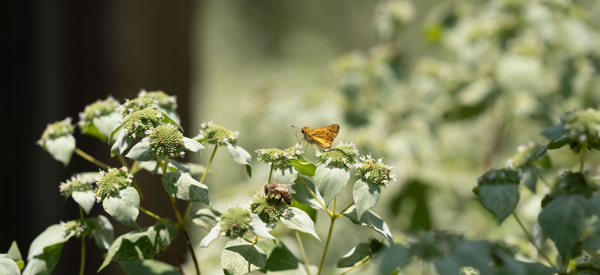 Wildlife habitat